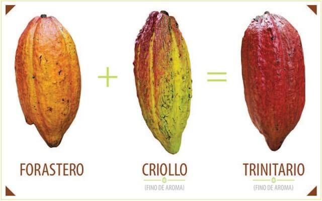 cocoa_beans_varieties.jpg