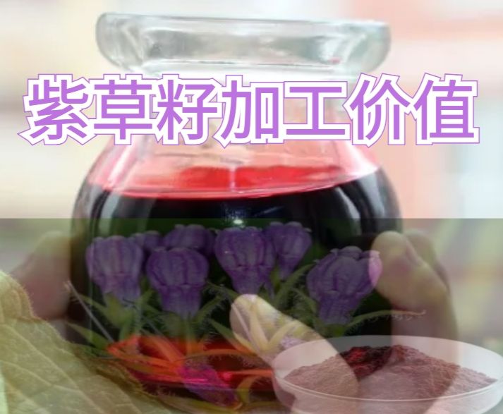 紫草籽封面2.png